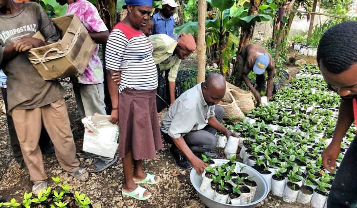Proyecto de restauración de ecosistemas forestales en Haití