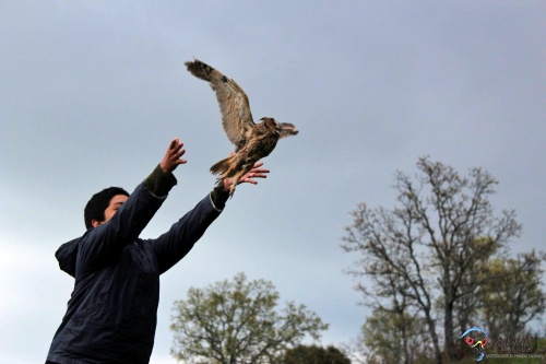 Liberan varias aves recuperadas en el hospital de AMUS y la colaboración de ‘LA FABRIKA DETODALAVIDA’