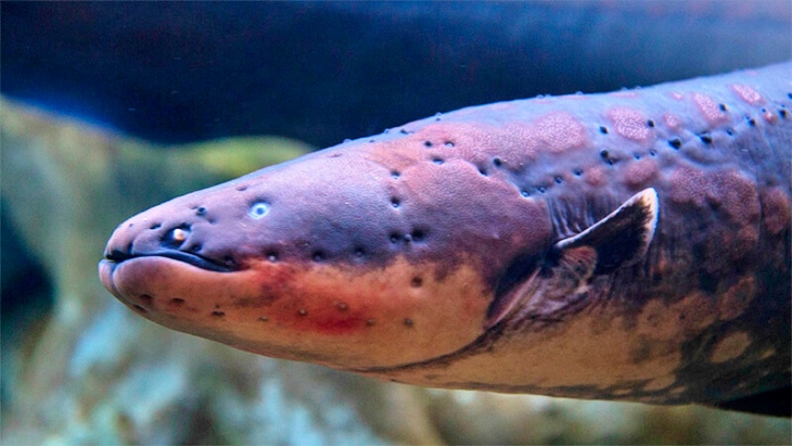 Descubren una especie de anguila eléctrica que produce una descarga ‘brutal’