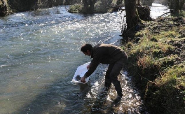 Entregan a Gipuzkoa 310 kilos de angulas incautadas para repoblar los ríos Oiartzun y Oria