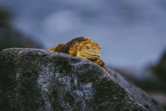 La venta de animales exóticos en España es un auténtico ‘caos’