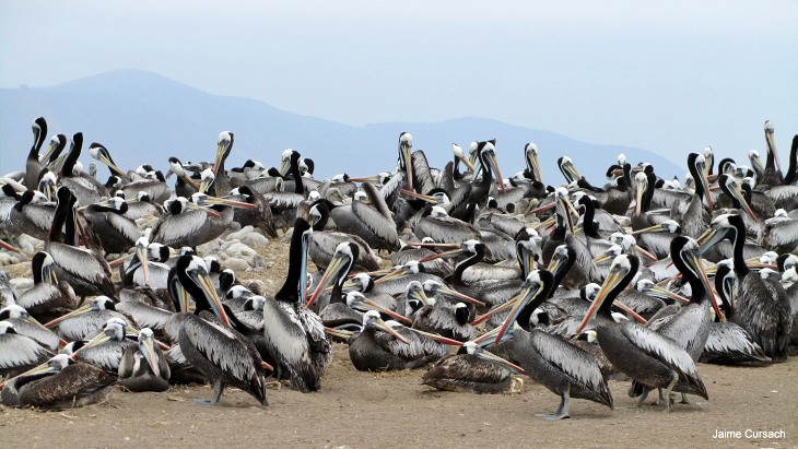 Los pelícanos se refugiarían en el sur de Chile  si se agrava el cambio climático