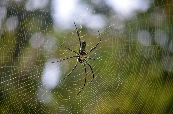 Las arañas consiguen adaptarse a condiciones climáticas extremas