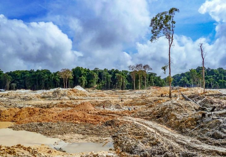 Sin árboles no hay almacenamiento de CO2 que valga
