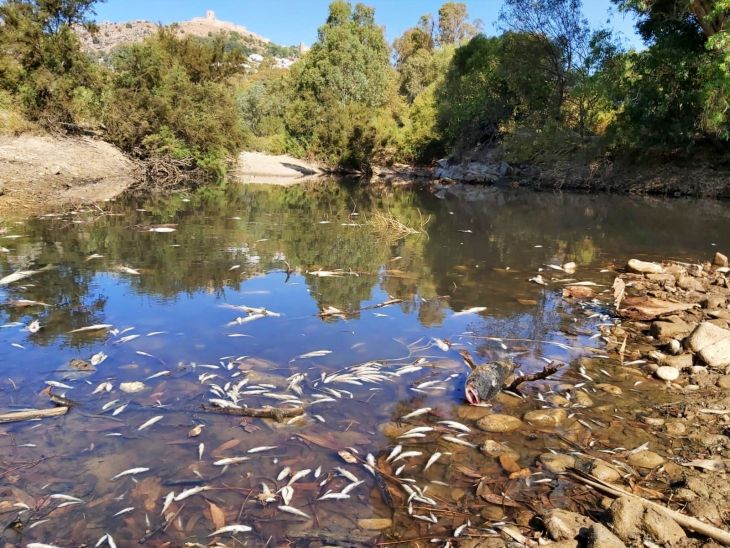 Cádiz. Ecologistas responsabilizan a Arcgisa de la muerte miles de peces a causa de un vertido
