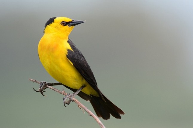 Argentina: El tordo amarillo