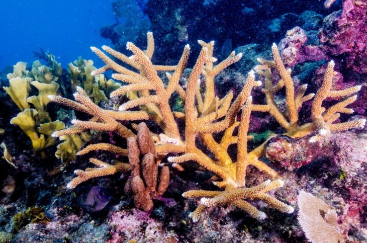 El ser humano está empeñado en aniquilar los arrecifes de coral