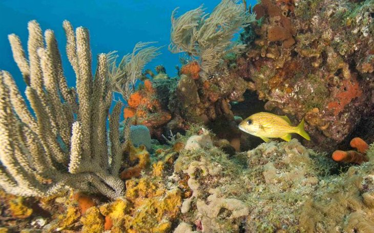 Esto es lo que verdaderamente mata los arrecifes de coral