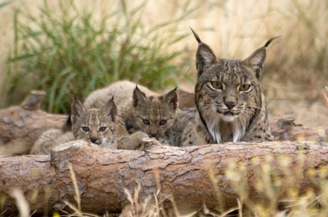 Las hembras asentadas en los Montes de Toledo