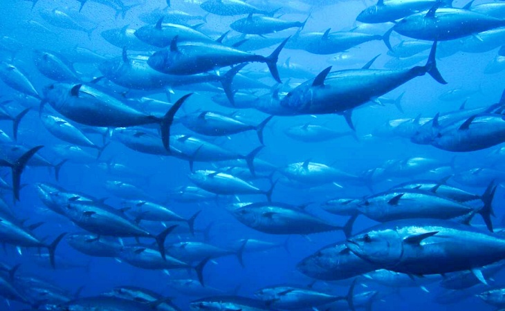 Qué sabes del origen de los atunes rojos