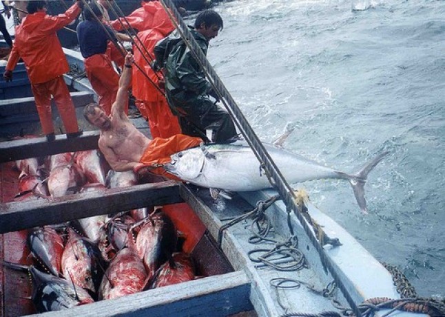 WWF exige a Zapatero  que salve al atún rojo de la extinción