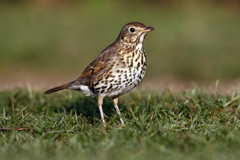 El número de aves se reduce este año