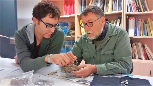 La gestión del verde urbano permite incrementar la presencia de pájaros en las ciudades