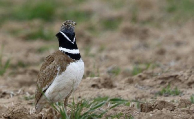 El sisón pronto será una reliquia en España