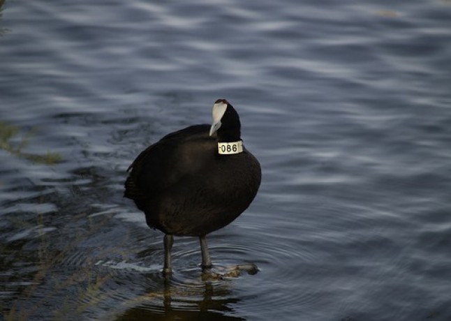 6 millones de registros sobre anillamiento y seguimiento de aves en España