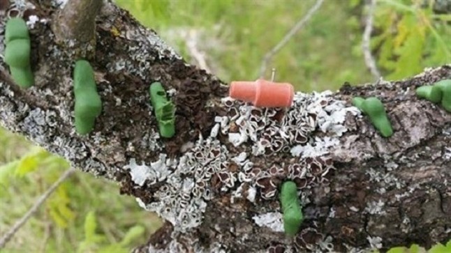 Las aves saben ARAMEO