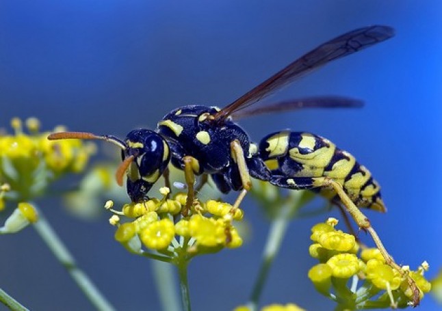 Venenos "ecológicos"