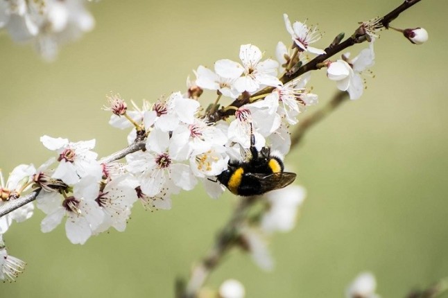 Qué se puede hacer para ayudar a la supervivencia de los polinizadores