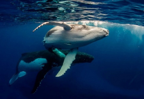 Japón reanuda la brutal caza de ballenas