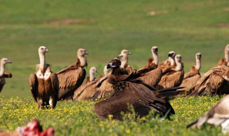 Conservación Quebrantahuesos