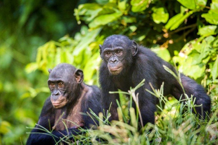 Bonobos