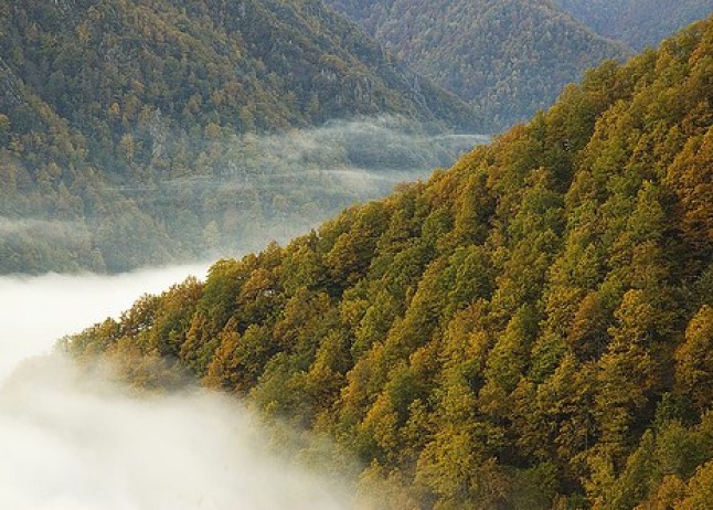 España es uno de los países del mundo con mayor nivel de reforestación