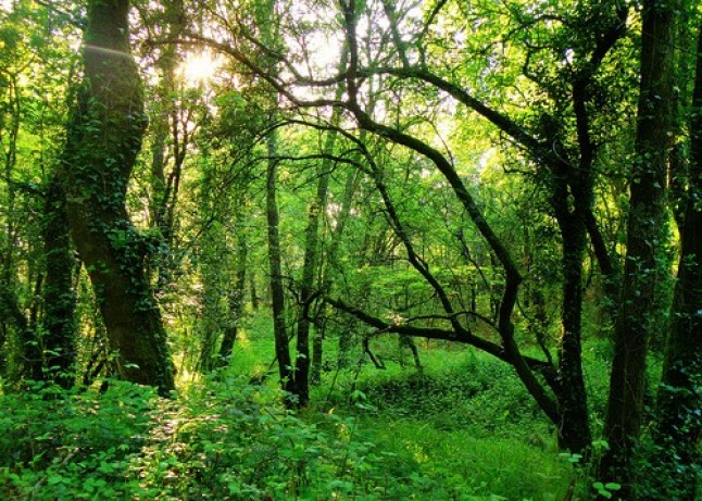 Fomento de la creación de empleo y la mejora del medio ambiente en Galicia