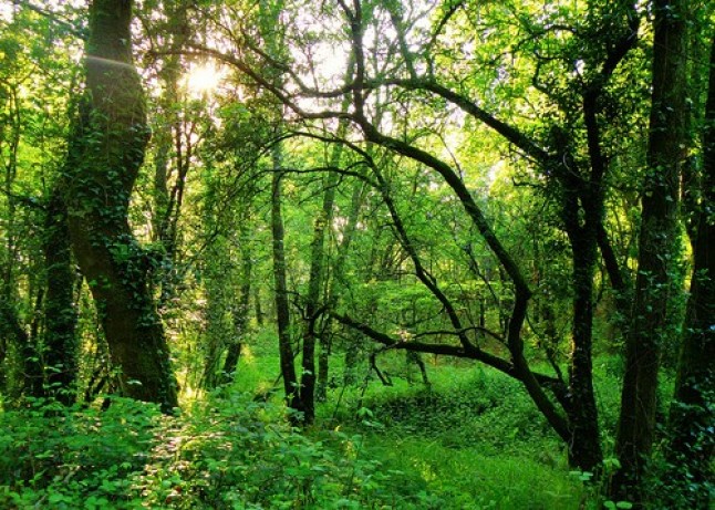 Encuentro sobre certificación y gestión forestal sostenible