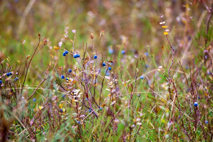 El bosque boreal de Dvinsky en Rusia bajo amenaza de extinción