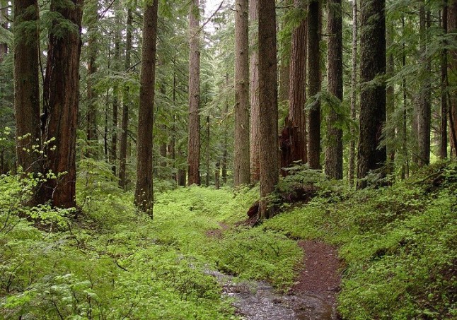 Los bosques españoles se adaptan a las sequías extremas de formas distintas