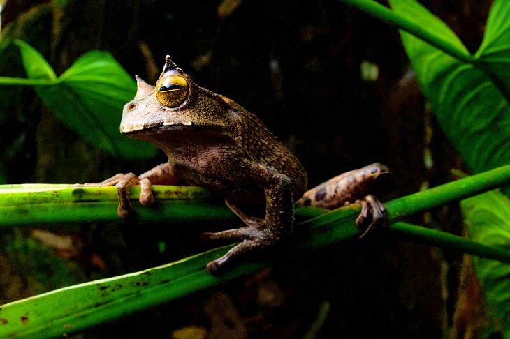 La comunicación acústica surgió ligada a la vida nocturna