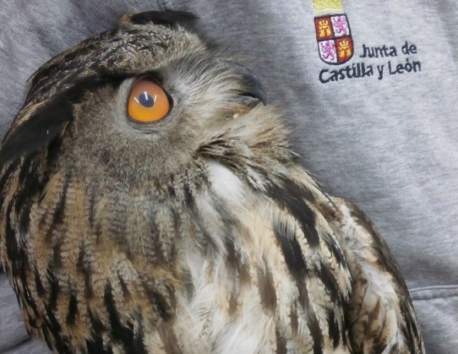 Un búho real tiroteado por un energúmeno en Íscar (Valladolid)