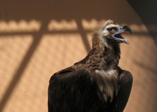 La Fundación Biodiversidad visita la sede para la Conservación del Buitre Negro