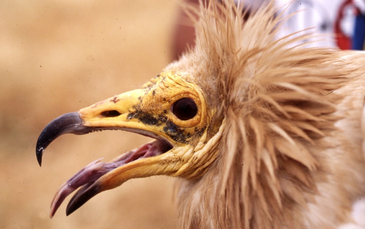 Medio siglo del refugio de rapaces de ‘Montejo de la Vega’