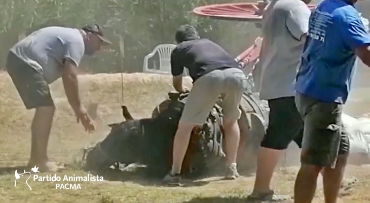 Valencia. Un caballo se derrumba abatido