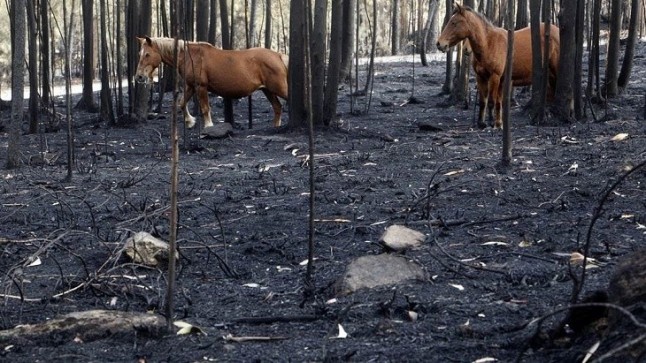 Doscientos millones en pérdidas por la ola de incendios en Galicia