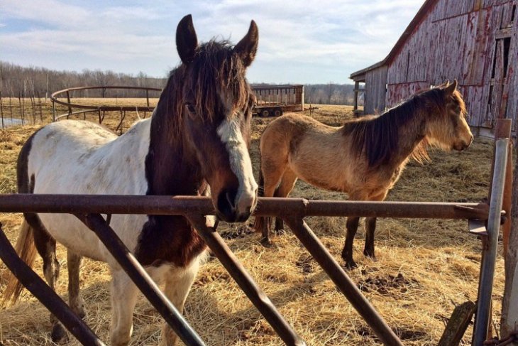 Sant Jaume dels Domenys
