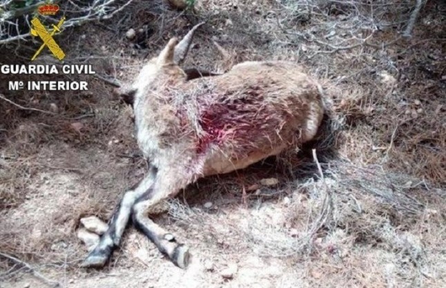 Macabro hallazgo de varias cabras hispánicas muertas en unos baños públicos en Catí