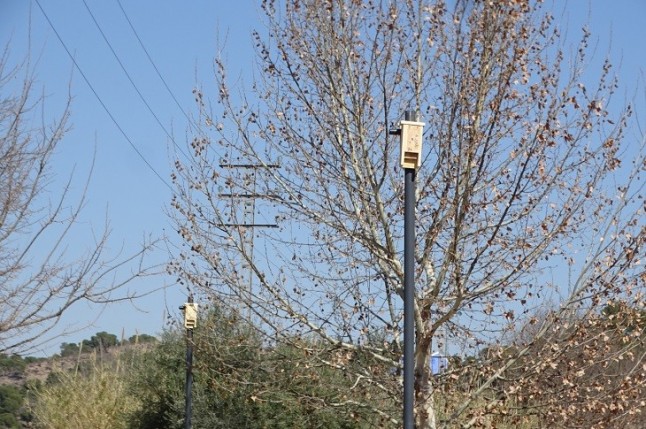 Colocación de cajas de murciélagos en el corredor fluvial Murcia Contraparada