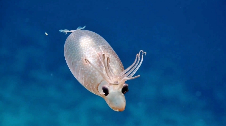 Descubren un calamar lechón en una de las zonas menos exploradas del Pacífico