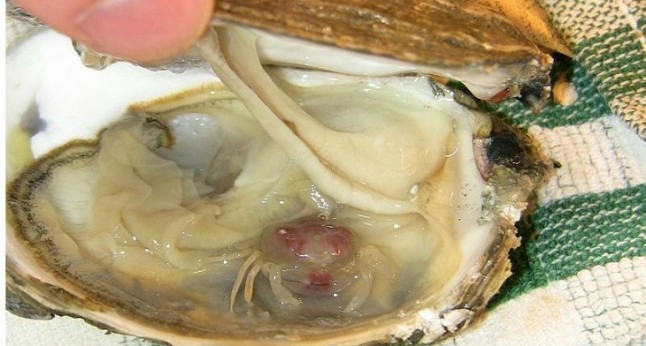 Un cangrejo parásito pone en peligro el cultivo del mejillón