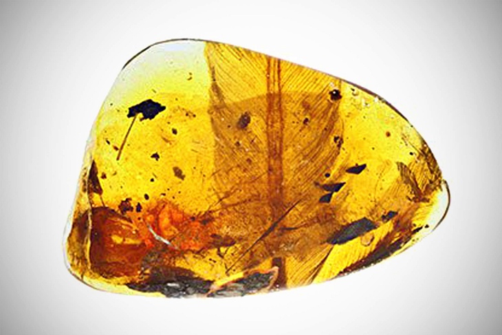 Descubren una pequeña rapaz de hace 100 millones de años