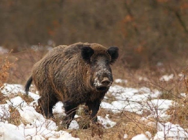 Se puede y se debe prohibir la caza mayor y los controles del lobo por el temporal
