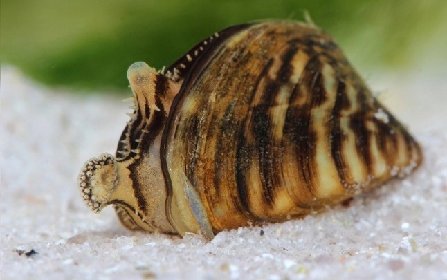 La presencia de mejillón cebra en el embalse de Alarcón está asociada a la introducción del siluro