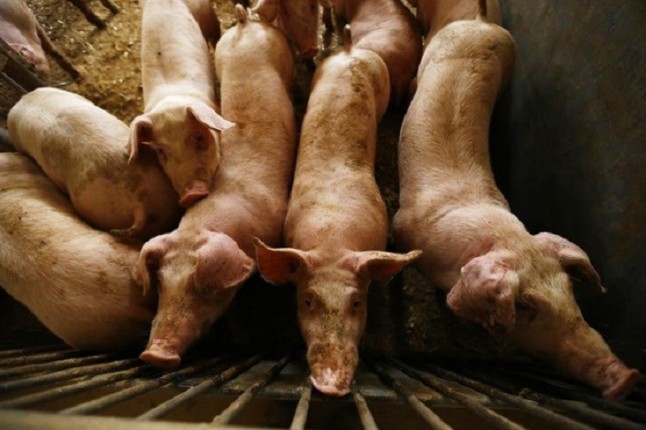 Castilla - La Mancha dice NO a dos mega-granjas de cerdos