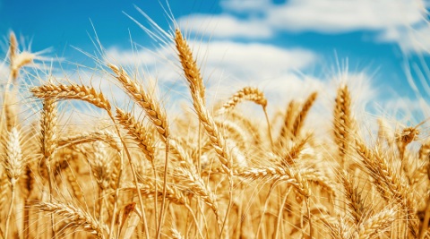 Este año recogemos menos cereales por el cambio climático