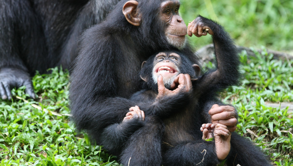 Un chimpancé juega a hacer el avión con su pequeña cría