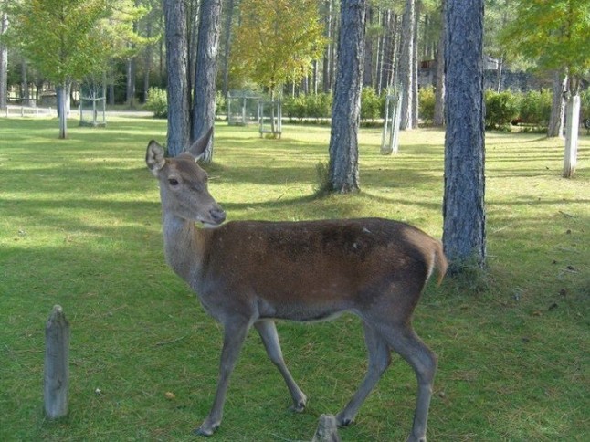Quieres ayudar a rescatar a una cierva