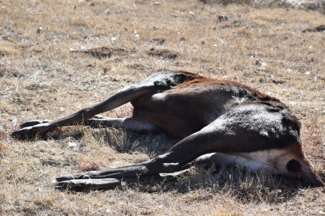 Quién o quiénes están detrás del cuerpo de un ciervo decapitado en la sierra de Alcaraz