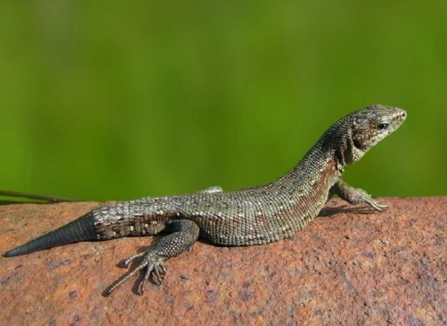 Salvarse separando la cola en los reptiles no es ninguna novedad